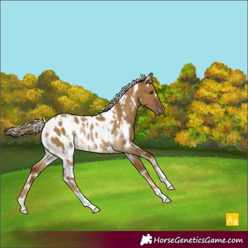 Horse Color:White Spotted Chocolate Palomino Dun Appaloosa Rabicano 