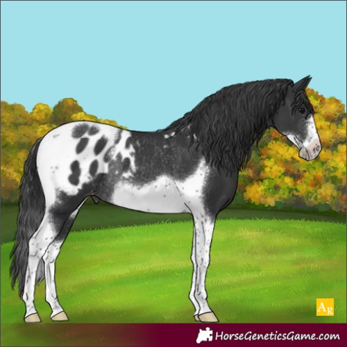 Horse Color:Black Tobiano Frame Appaloosa Rabicano 