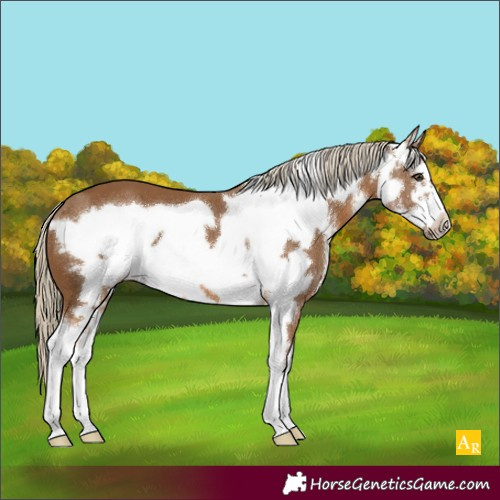 Horse Color:Chocolate Palomino Sabino Frame