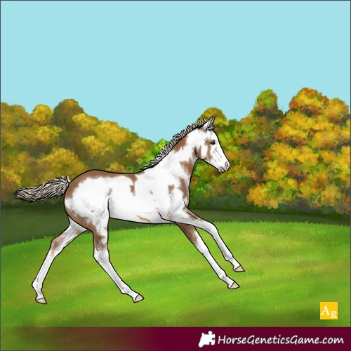 Horse Color:Chocolate Palomino Sabino Frame 