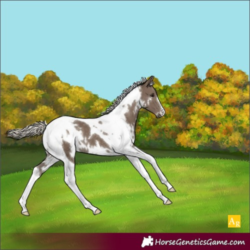 Horse Color:White Spotted Silver Smoky Black Tobiano