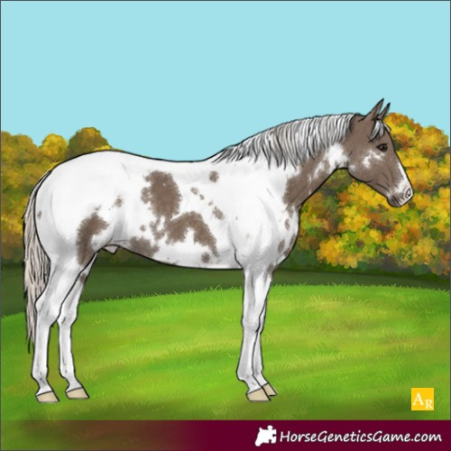 Horse Color:White Spotted Silver Smoky Black Tobiano