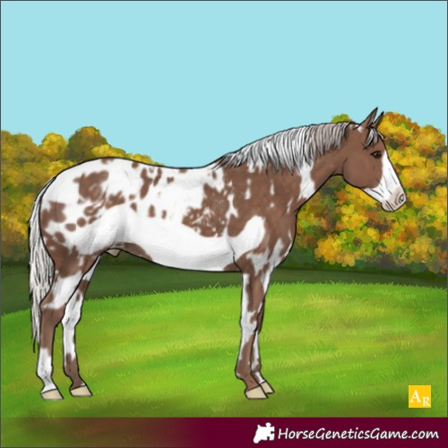 Horse Color:White Spotted Silver Black Frame Appaloosa