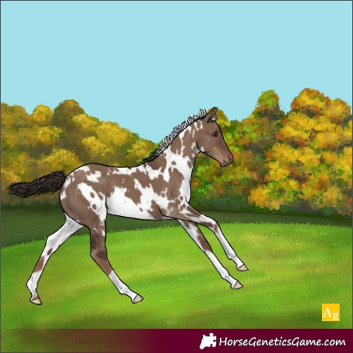 Horse Color:White Spotted Liver Red Dun