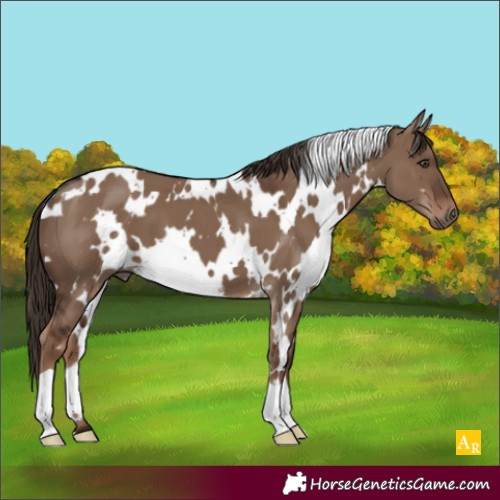 Horse Color:White Spotted Liver Red Dun