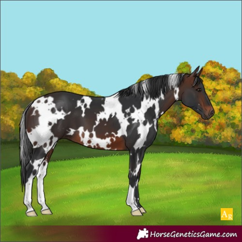 Horse Color:White Spotted Brown