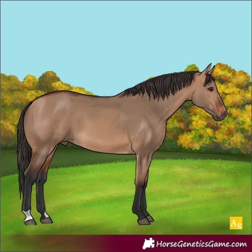 Horse Color:Bay Dun 