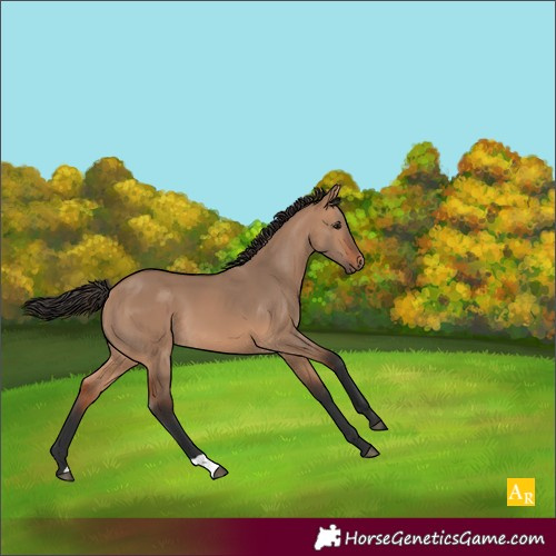 Horse Color:Bay Dun 
