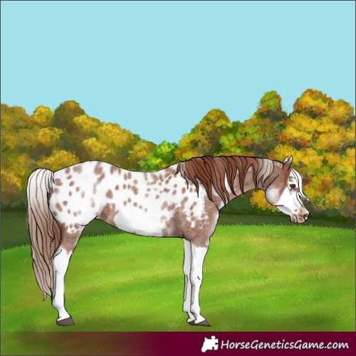 Horse Color:White Spotted Red Roan Splash Frame Appaloosa 