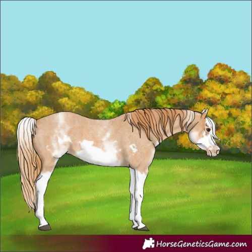 Horse Color:White Spotted Red Roan Splash Frame Appaloosa 