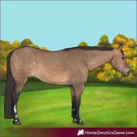 Horse Color:Brown Dun and Brown Dun