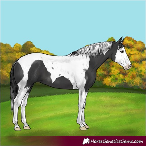 Horse Color:Black Splash Tobiano 