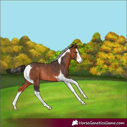 Horse Color:Bay Splash Tobiano Rabicano 