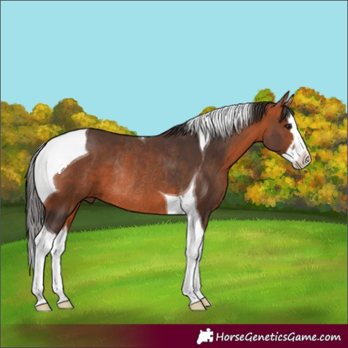 Horse Color:Bay Splash Tobiano Rabicano 