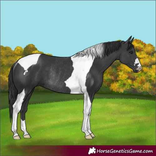 Horse Color:Black Tobiano Rabicano