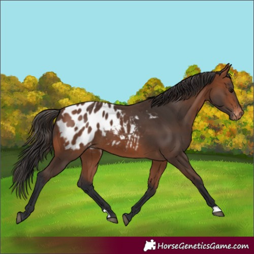 Horse Color:Bay Appaloosa 