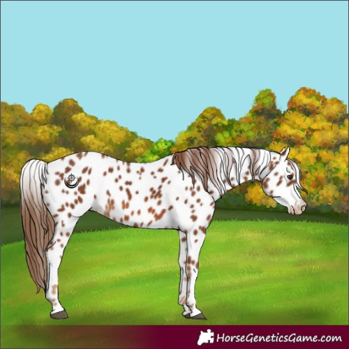 Horse Color:Chestnut Appaloosa