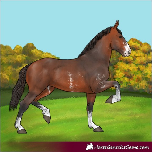 Horse Color:Bay Sabino 