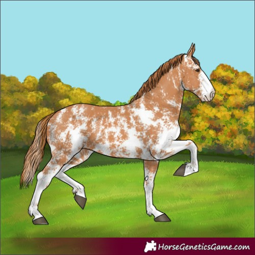 Horse Color:Chestnut Sabino 