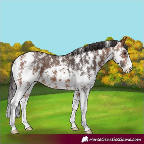 Horse Color:Bay Sabino 