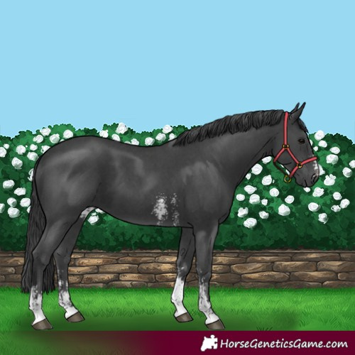 Horse Color:Black Sabino 