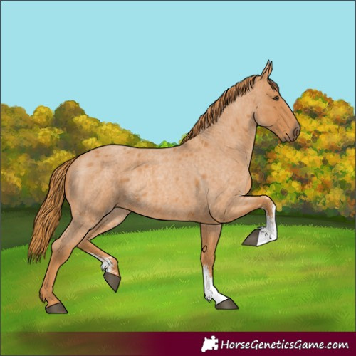 Horse Color:Red Roan Sabino 