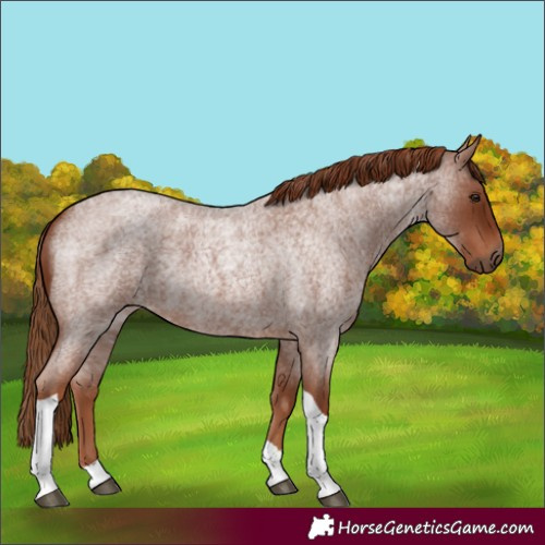 Horse Color:Red Roan Tobiano 