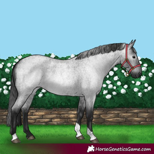 Horse Color:Gray Blue Roan Tobiano 