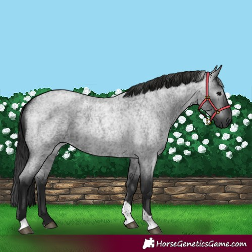Horse Color:Gray Blue Roan Tobiano 