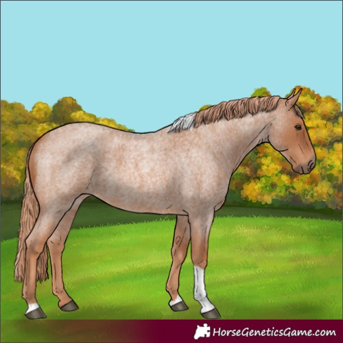 Horse Color:Red Roan Tobiano 