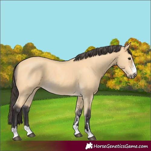 Horse Color:Buckskin