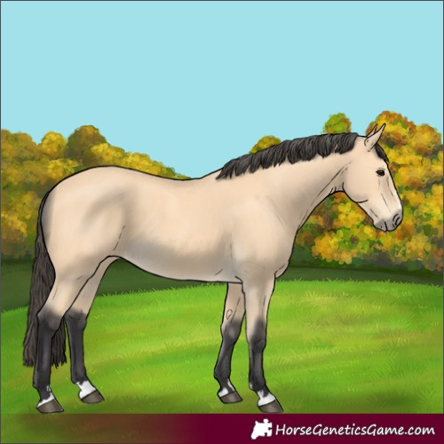 Horse Color:Buckskin 