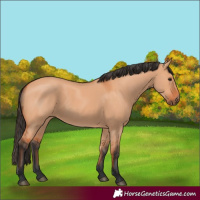 Horse Color:Bay Dun 