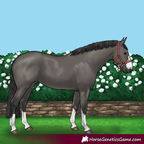 Horse Color:Grullo 