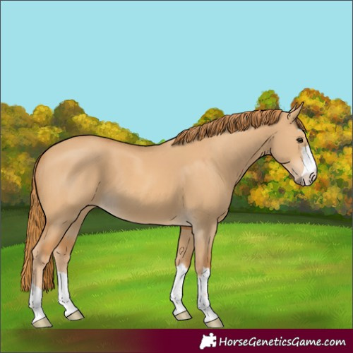 Horse Color:Red Dun 