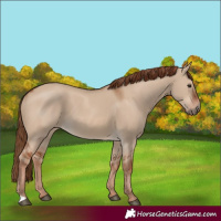 Horse Color:Red Dun
