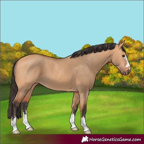 Horse Color:Bay Dun 