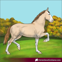 Horse Color:Red Dun Splash 