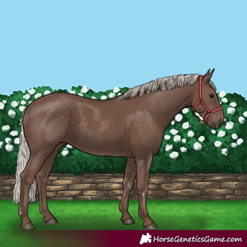 Horse Color:Silver Black Rabicano 