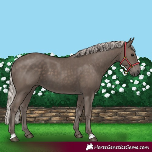 Horse Color:Silver Black 