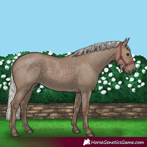 Horse Color:Silver Grullo 