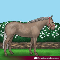 Horse Color:Silver Grullo 