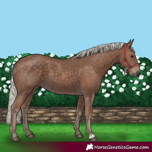 Horse Color:Silver Black 
