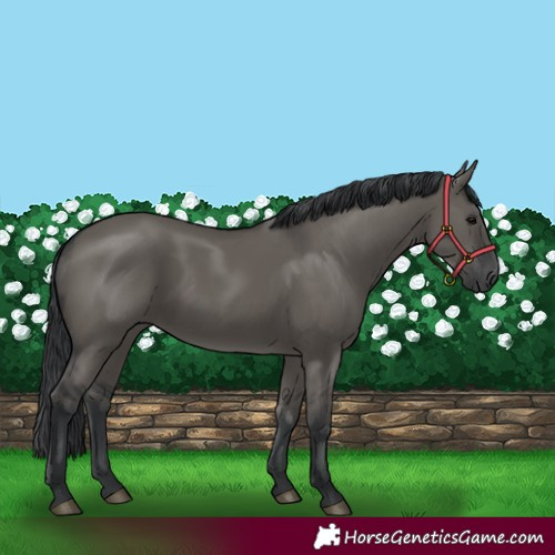 Horse Color:Grullo 