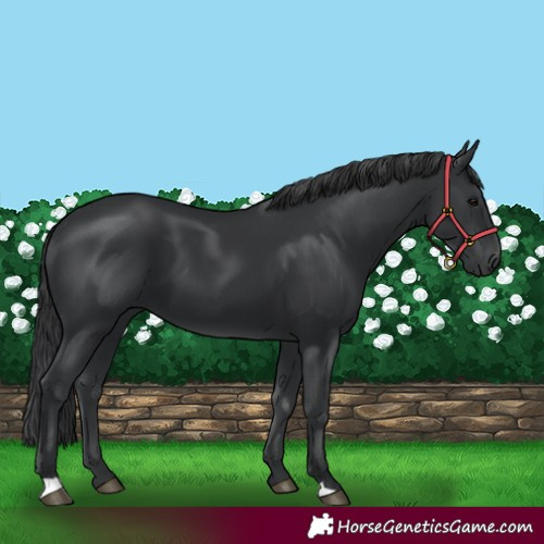 Horse Color:Black 