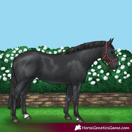 Horse Color:Black 