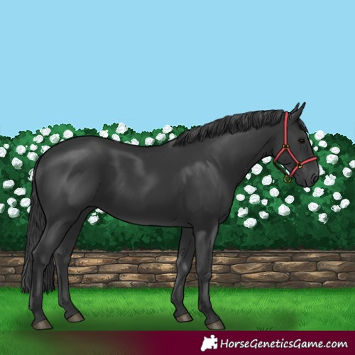 Horse Color:Black 