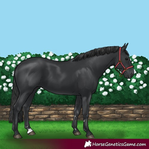 Horse Color:Black 