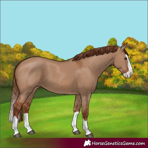 Horse Color:Red Dun Splash
