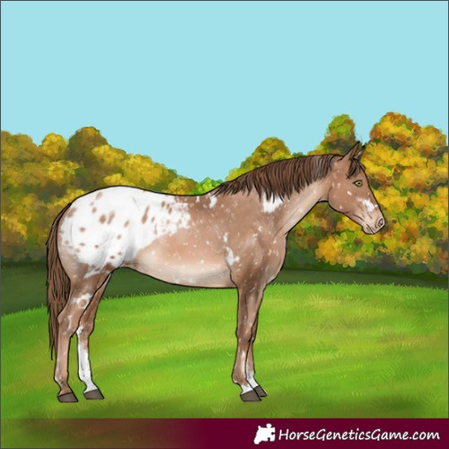 Horse Color:White Spotted Liver Chestnut Pearl Sabino Appaloosa Rabicano
